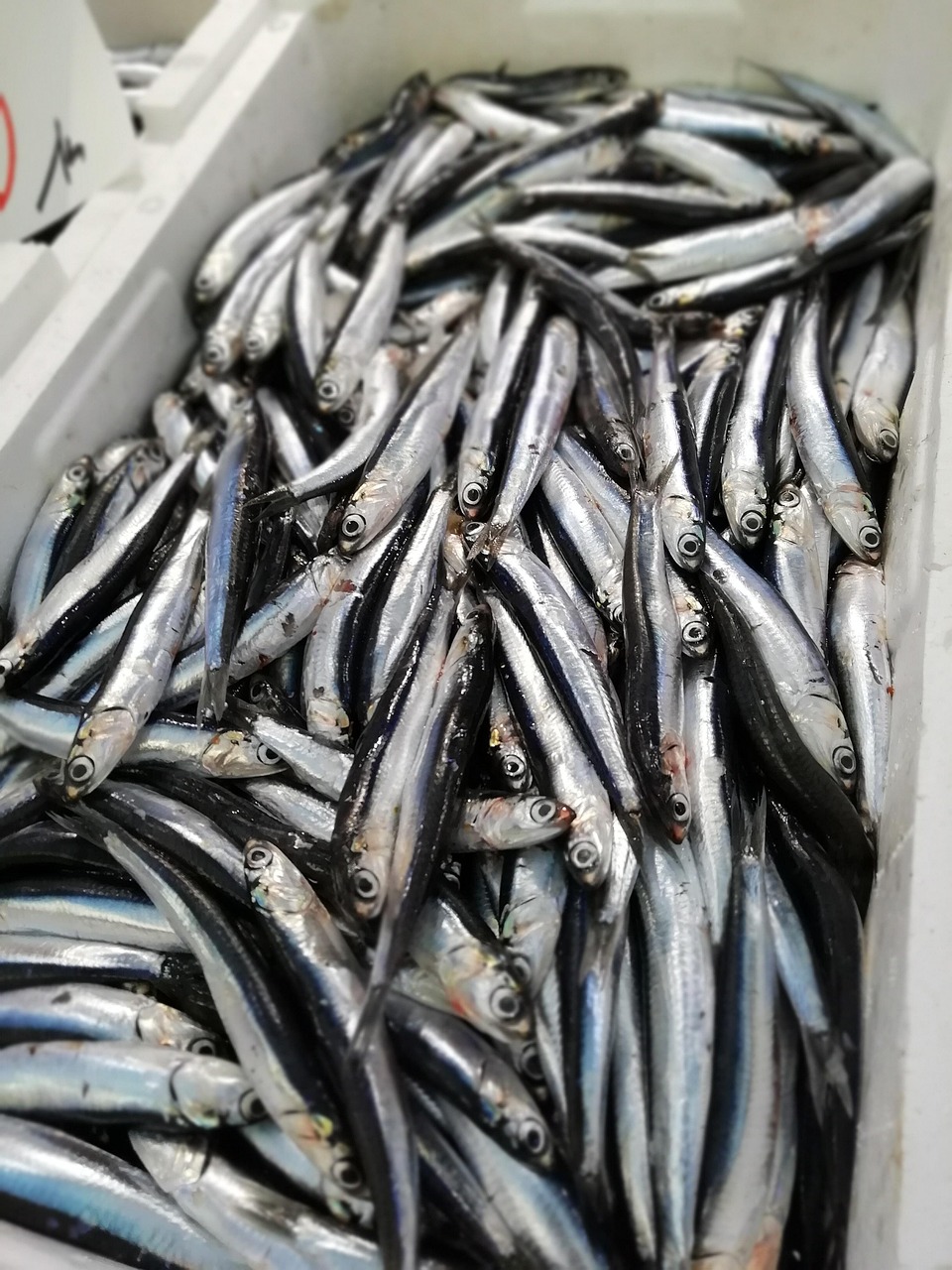 Anchovies