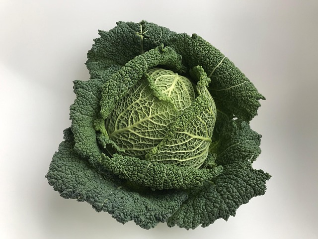 Cabbage