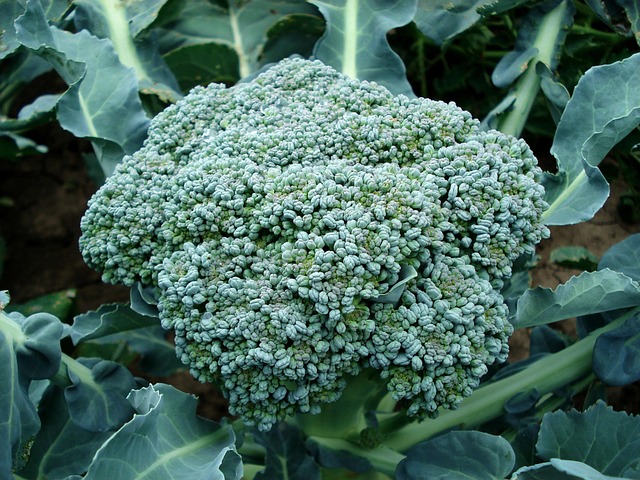 Frozen Broccoli