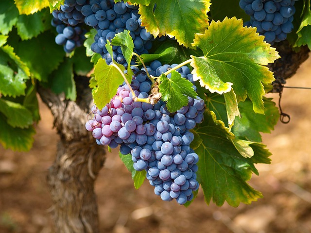 Grapes
