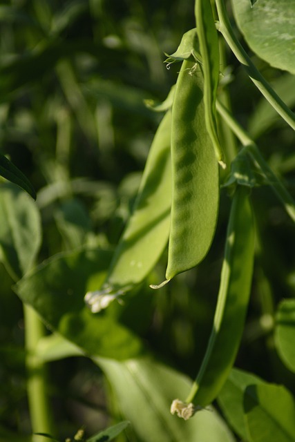 Snap Peas